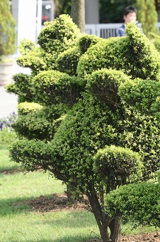 動物の植木.jpg
