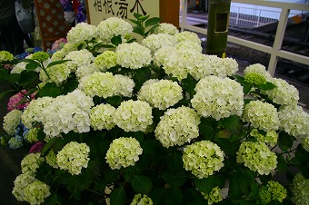 箱根旅行あじさい.jpg