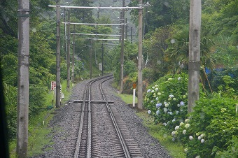 箱根旅行線路際のあじさい.jpg